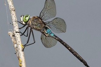 Lesser emperor dragonfly at Whisby Nature Park