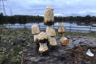 whittled mushrooms