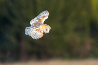Barn owl in flight by Des Lloyd