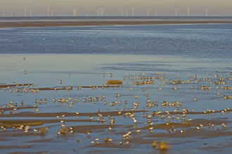 A flock of wading birds feeding on a muddy beach, with wind turbines out at sea in the distance