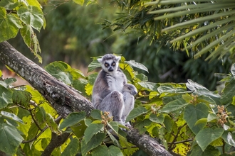 Ringed-tailed lemur sitting in a tree