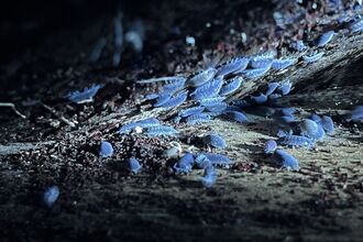 woodlice in the dark