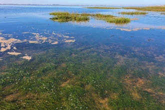 Seagrass meadow