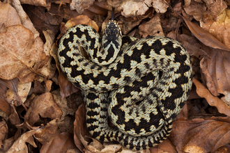 Adder