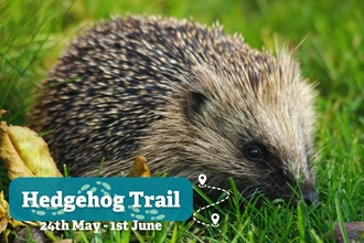 Hedgehog trail for families