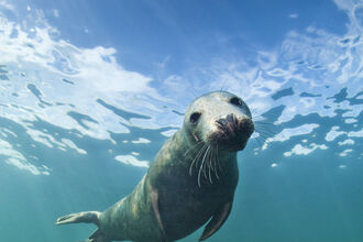 Grey seal underwater