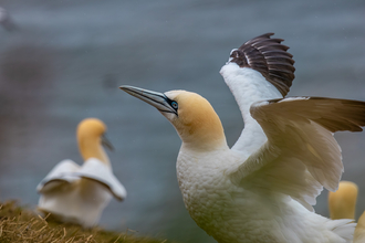 gannet wings opening at Bempton
