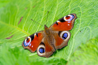 peacock butterfly on leaf