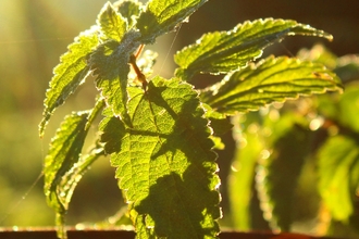 nettle in sun light