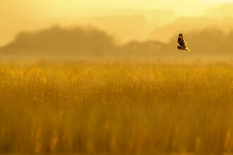 A short-eared owl flying over a grassland in orange dusk light