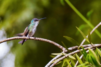 hummingbird