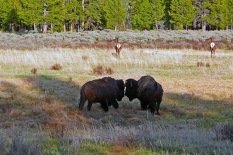 Two bison, and deer in the distance, in Yellowstone National Park