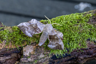 poplar hawk-moth