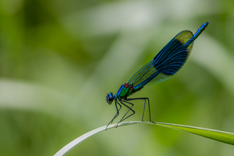 banded demoiselle