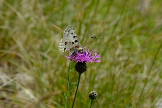 Apollo butterfly