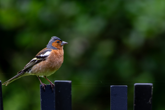 chaffinch