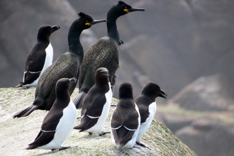 Razorbills and shags