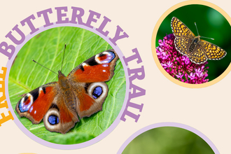 Butterfly trail banner