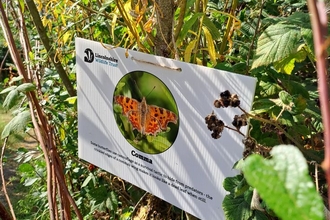 Butterfly trail board at Far Ings