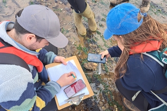 Pacific oyster surveying marine interns