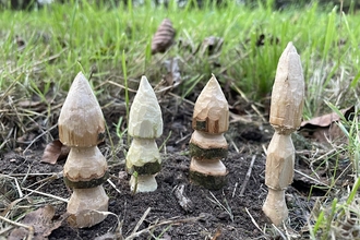 christmas trees whittling