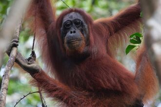 orangutan Borneo