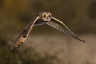 short eared owl