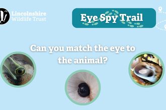 Eye Spy Trail graphic 