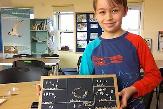 child with owl pellet board