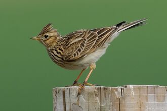 skylark