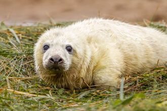 seal pup Donna Nook