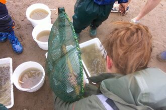 sea dipping buckets and nets