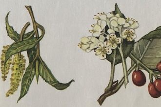 botanical art