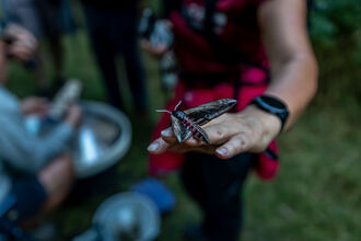 privet hawk-moth on hand