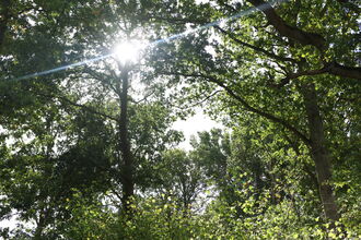 Legbourne woods sun shining through the canopy