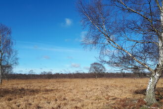 Crowle Moor Sunny day in March