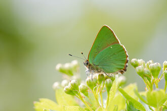 green hairstreak