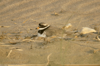 ringed plover on nest