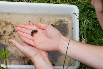 pond dipping tray