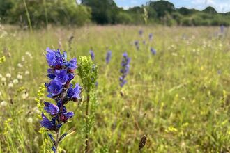 Viper's-bugloss