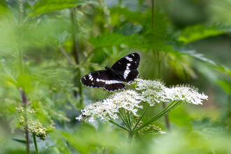 white admiral