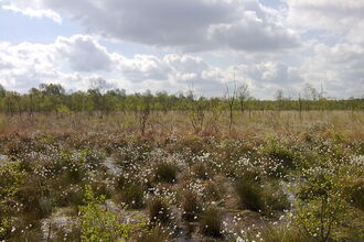 Crowle Moor in April with cotton-grass in the foreground