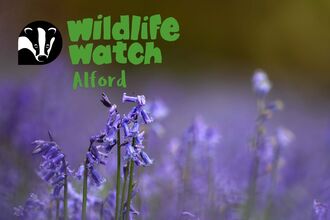 Wildlife Watch Alford bluebells