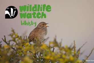 Whisby wildlife watch dawn chorus