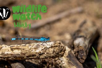 wildlife watch whisby damselfly