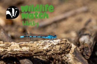 wildlife watch whisby damselfly