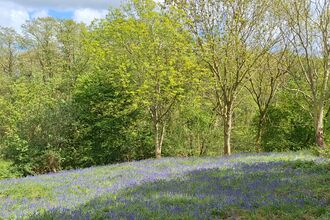 Keal Carr in sunshine with clearing of bluebells