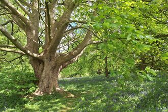 Keal Carr woodland in sunshine