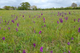 Green-winged orchids at Rush Furlong