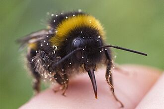 White-tailed bumblebee on hand